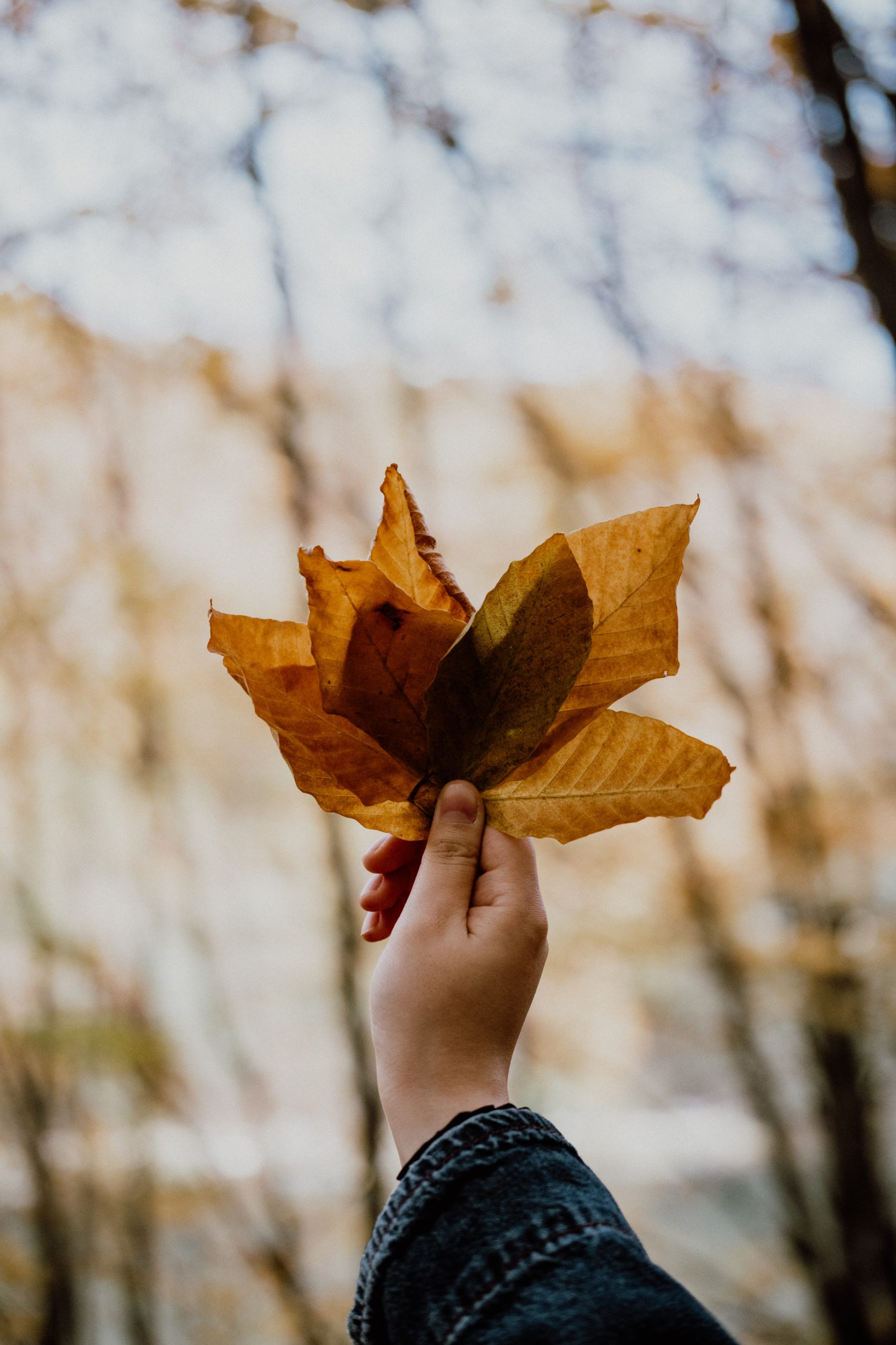 Autumn Leaves by pexels-beytlik-10115736