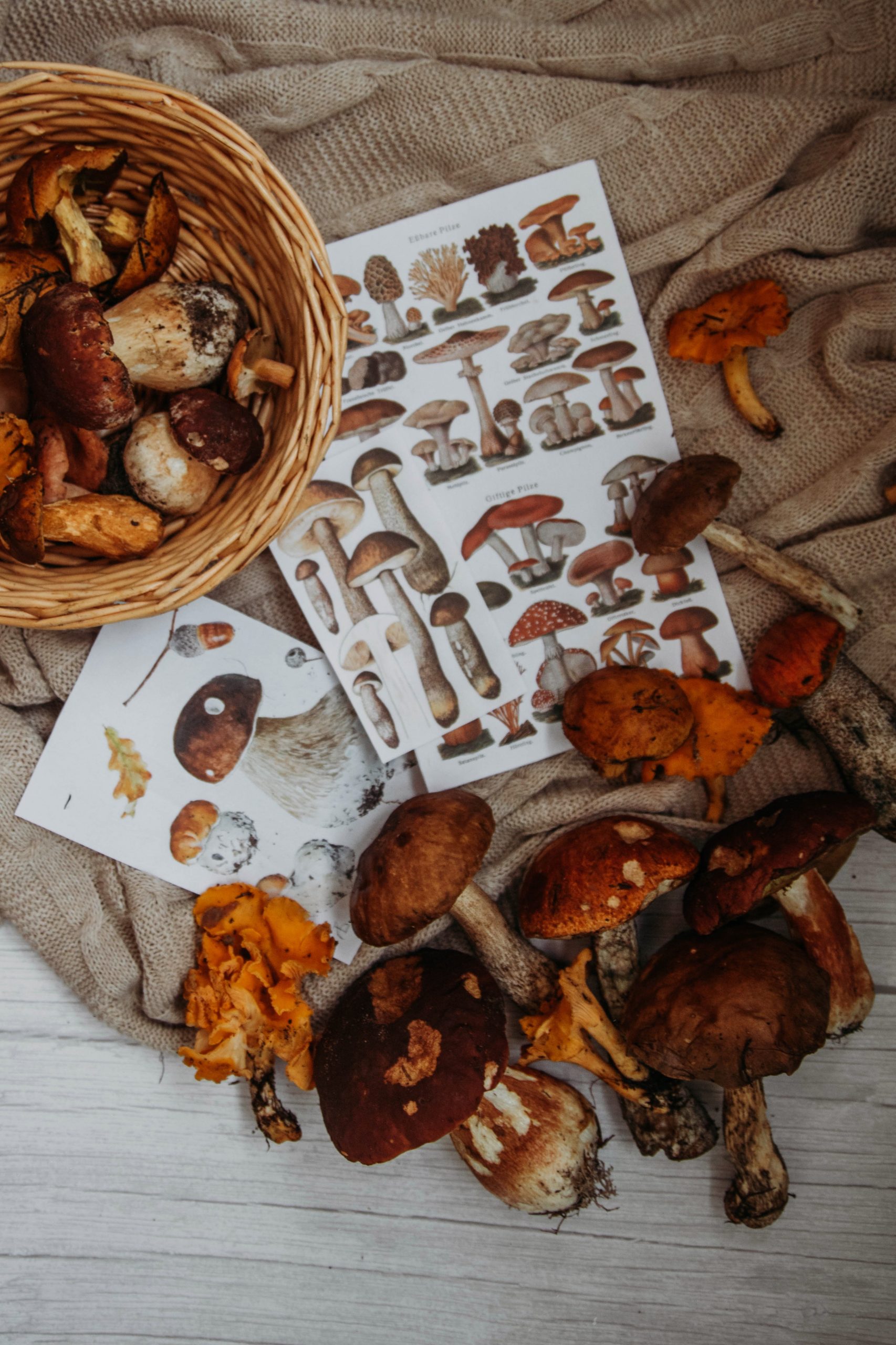 Mushrooms, a great autumnal source of inspiration with their colour and textures